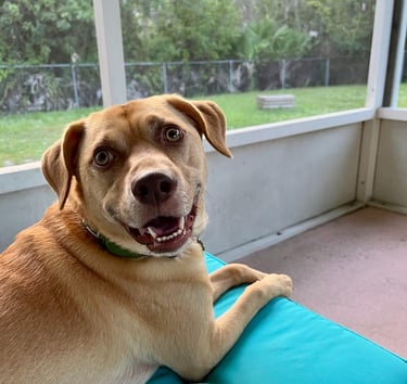 Jango happy dog face