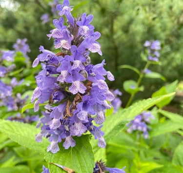 a purple flowering and deer resistant Catmint shrub