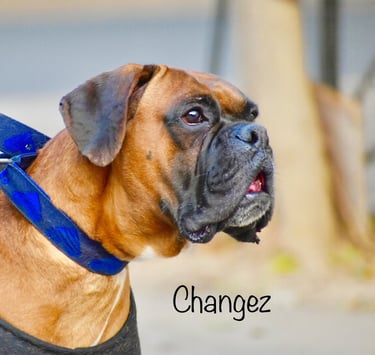 Dog Boarding, Dog Boarding near me, Pet Boarding, Pet Boarding near me, Dog Care, Happy Pettings