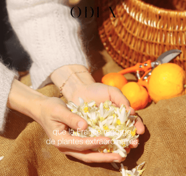 a person holding a flower in their hands