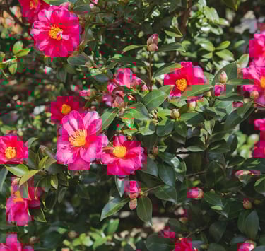 a leafy Camellia buah with red and yellow flowers