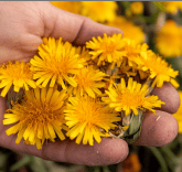 handful of dandelions 