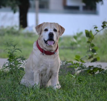 Dog Boarding, Dog Boarding near me, Pet Boarding, Pet Boarding near me, Dog Care, Happy Pettings