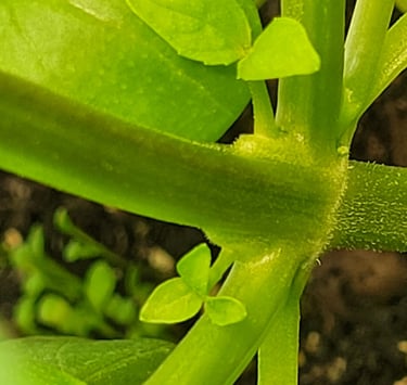 réveil épigénétique favorisant l'apparition de 4 entres noeuds sur le même étage