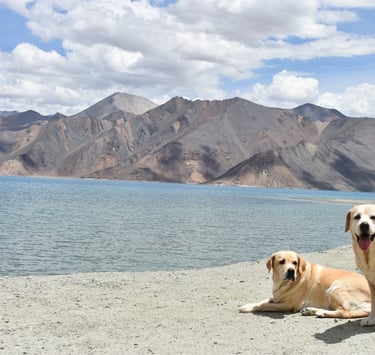 Dog Boarding, Dog Boarding near me, Pet Boarding, Pet Boarding near me, Dog Care, Happy Pettings