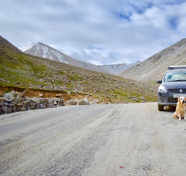 Dog Boarding, Dog Boarding near me, Pet Boarding, Pet Boarding near me, Dog Care, Happy Pettings