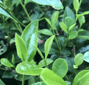 Fu Ding Da Bai tee tree cultivar