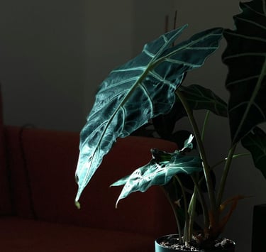 Alocasia Polly in dappled sunlight