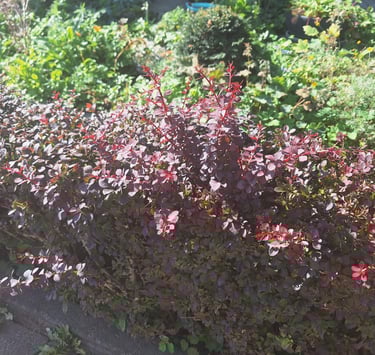 a small deer resistant Barberry hedge