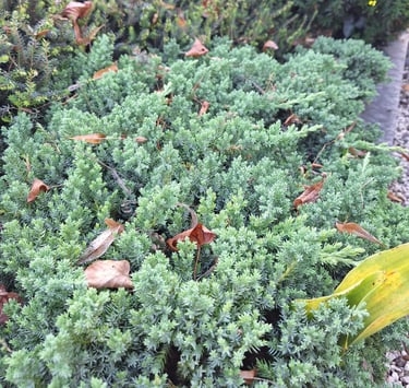 low growing, green-blue Junipers in a garden