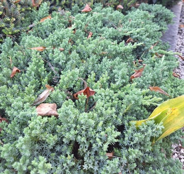 low growing, green-blue Junipers in a garden