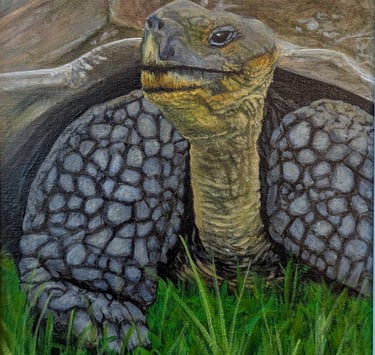 A realistic painting of a Galapagos tortoise wandering in the grasses.
