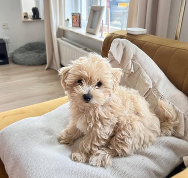 Maltipoo Puppies for Sale