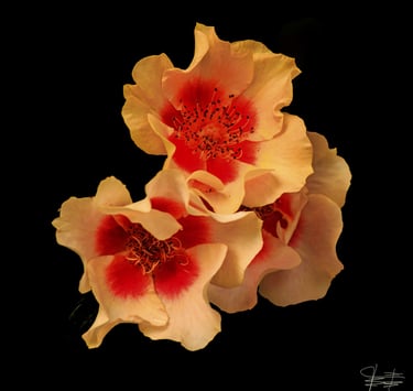Exposicion Virtual - Juan Gil - Flores 6