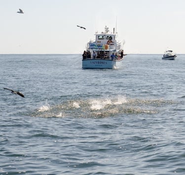 Rain bait, anchovies Montauk Fall