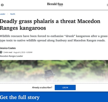 Deadly Grass Phalaris a Threat Macedon Ranges Kangaroos