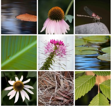 Nine images of macro nature shots, vibrant and colorful. 