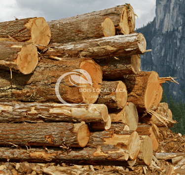 tas de troncs empilés