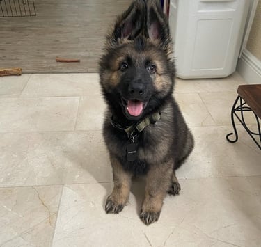 German Shepherd puppies for sale