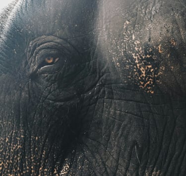 Elephant camp, Munnar, Kerala