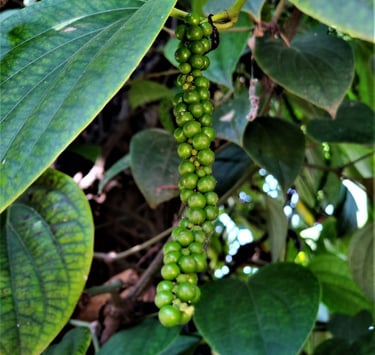 Green Pepper on vines, Kerala, India