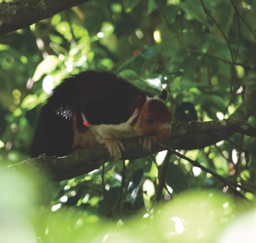 malabar flying squirrel at Gavi, Kerala