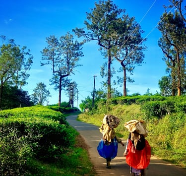 Tribals walking with log woods at Wayanad