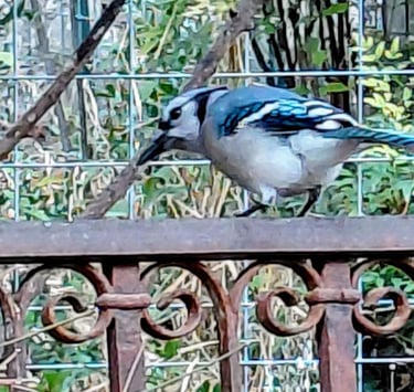 Texas bluebird perched on a wrought iron rail.