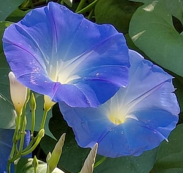 Closeup of two blue flowers 