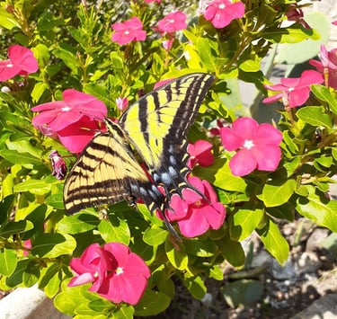 Yellow and black butterfly on red flowers