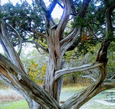 Cedar tree with curved branches and table in background