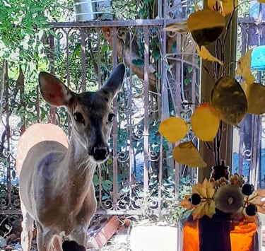 Young deer looking in kitchen window