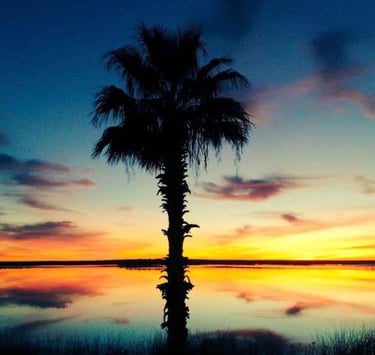 Sunrise colors reflected on a calm lake with a single palm tree silhouetted in the foreground.