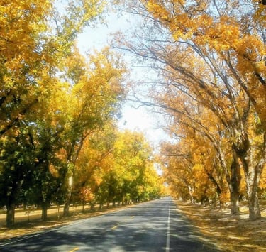 Two-lane road passing under a canopy of trees with fall-colored leaves.