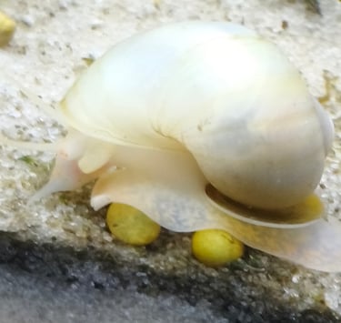 Coral and Sunrise Mystery Snails - Shell & Fin Warm Spectrum Collection