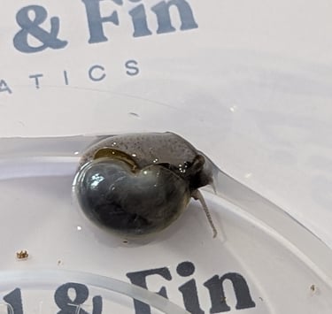 Sky-Blue Mystery Snails with matching foot pigment - Shell & Fin Sky Collection