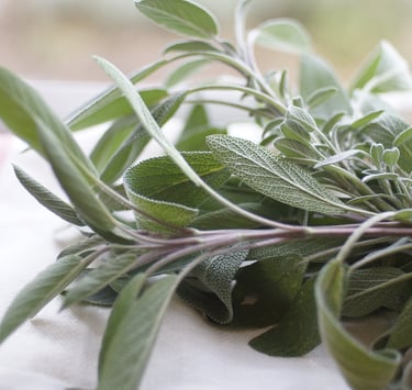 Fresh green sage herb sprigs resting on a white kitchen towel with a blurred background.