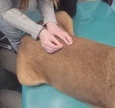 Dry Needling Hund