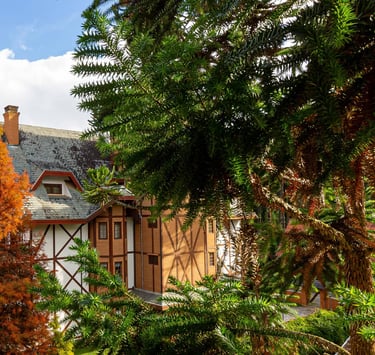 Apartamento com estética europeia, plátano e araucárias.