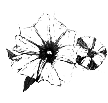 Ilustração de uma flor com dez pétalas triangulares. Ao lado, a ilustração de um botão de uma flor.