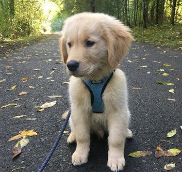 Golden Retriever Puppies for Sale