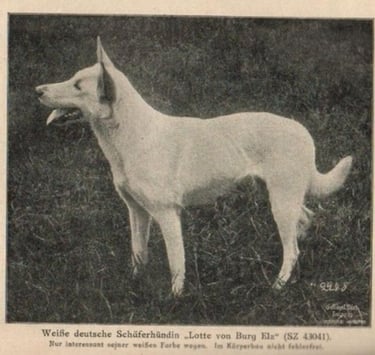 Historique du berger blanc suisse white shepherd Lotte von Burg Elz