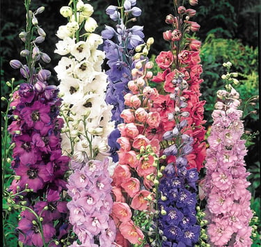 Tall spikes of colorful delphinium flowers in purple, pink, white, and blue in a summer garden.