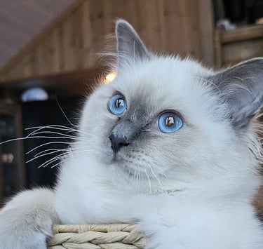 Blåmasket Hellig Birma ung hannkatt - Gaustatoppens Admiral Gyldenløve