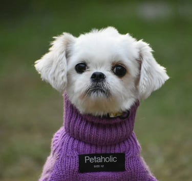 pet-boarding-service-near-me-gurgaon