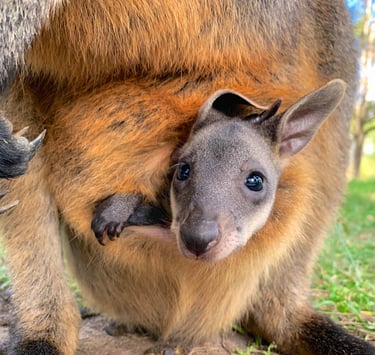 A baby wallaby joey peeking out from its mother's pouch in the Australian wilderness.