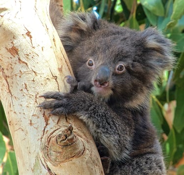 A cute baby koala joey with fluffy dark fur clinging to a eucalyptus tree branch in the wild.