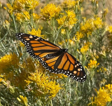a monarch butterfly butterfly on a plant