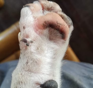 cats paw, animal paw, paw in the air