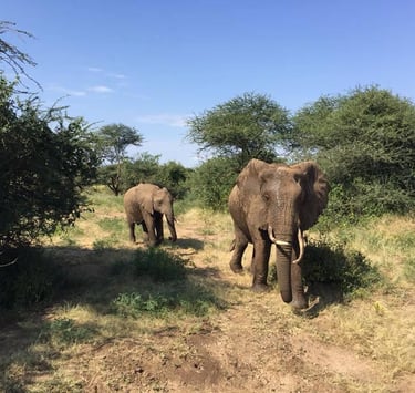 Two elephants walking together in the savannah of Mikumi National Park during a Tanzania wildlife safari.